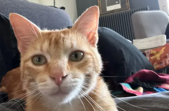 Chat mâle tigré roux perdu à Champniers - photo