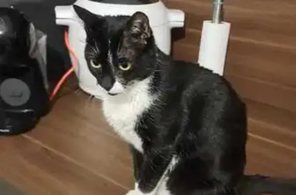 Chatte noire et blanche perdue à Florange - photo