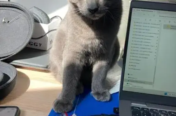 Chat perdu, Saint-Cyr-sur-Loire, photo: Chaton gris foncé perdu à Saint-Cyr