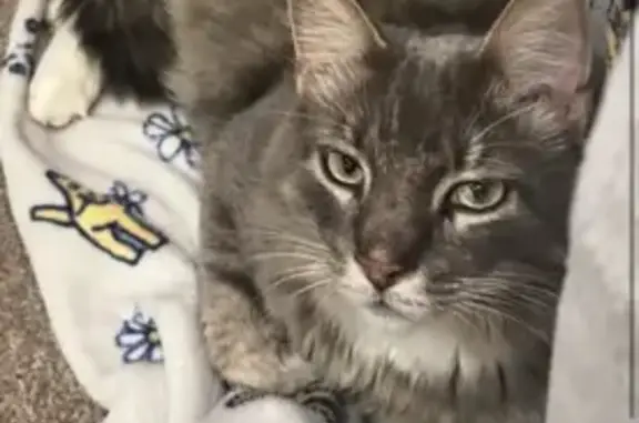 Lost Grey Tabby: Crystal Lake, IL