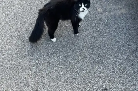 Found: Friendly Tuxedo Cat in...