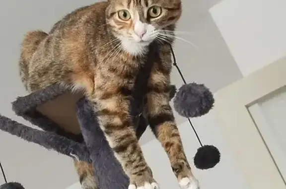 Chat perdu, Orléans, photo: Chatte tigrée perdue à Orléans
