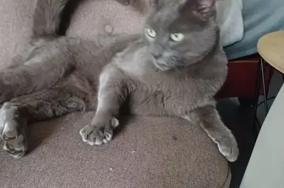 Chat trouvé Parçay-Meslay, photo: Chat trouvé câlin Rue de la Sablonnière