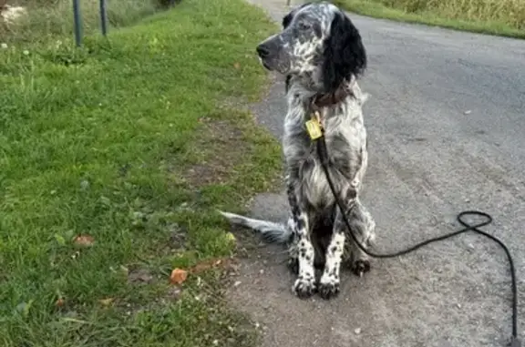 Chien perdu , photo : Chien perdu à Guiche : Tobby, setter noir/blanc