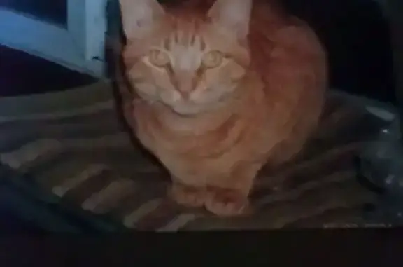 Lost Orange Tabby: West Cermak, Chicago