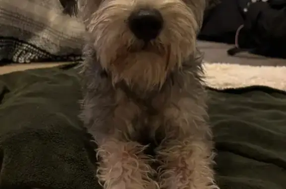 Found dog Phoenix, photo: Found Young Schnauzer Mix on N. 30th St
