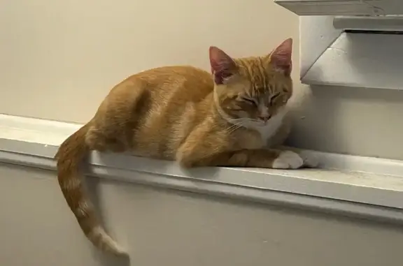 Lost: Young Orange Cat, Stanley, Linwood Dr