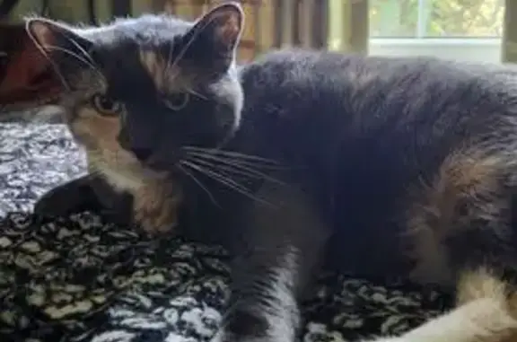 Missing cat , photo: Lost Grey Cat: Unique Markings & Green Eyes
