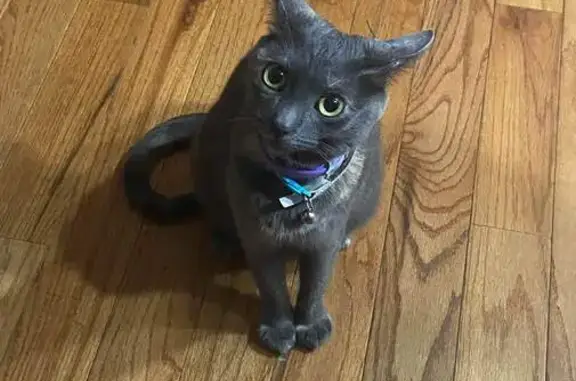 Lost Gray Cat Leia: Anxious, Loves Ham