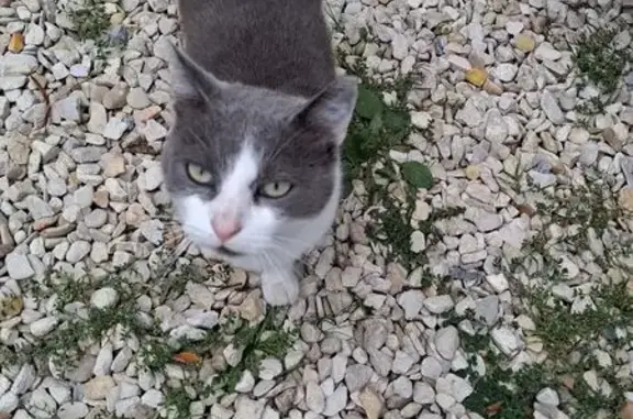 Animaux trouvés Pourrain, photo: Chat mâle gris/blanc trouvé à Pourrain