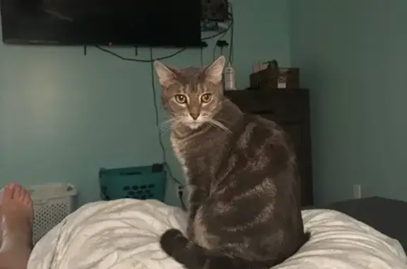 Lost Gray Cat: Green Oak Drive, 37B