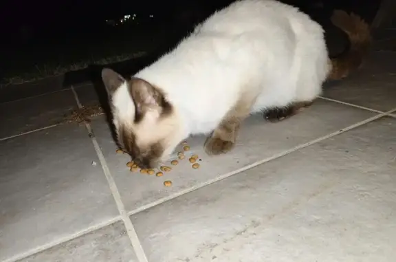 Chat trouvé Flourens, photo: Chat affectueux trouvé à Flourens