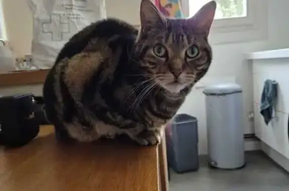 Animaux perdus Paris, photo: Chat perdu quartier des Épinettes