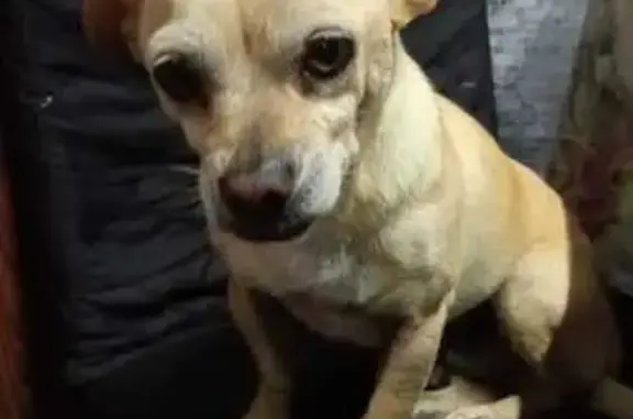 Perro Beige Perdido en Ciudad Nezahualcóyotl