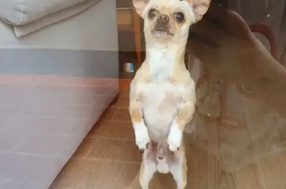 Perros perdidos, Rincon de la Victoria, foto: Perro Chihuahua Perdido en Rincón de la Victoria