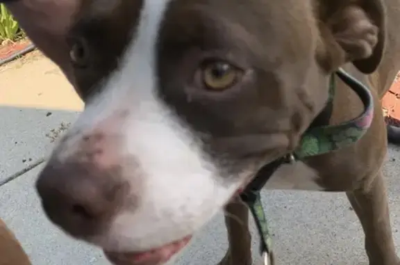 Found dog , photo: Found: Sweet Pittie Mix in Corpus Christi