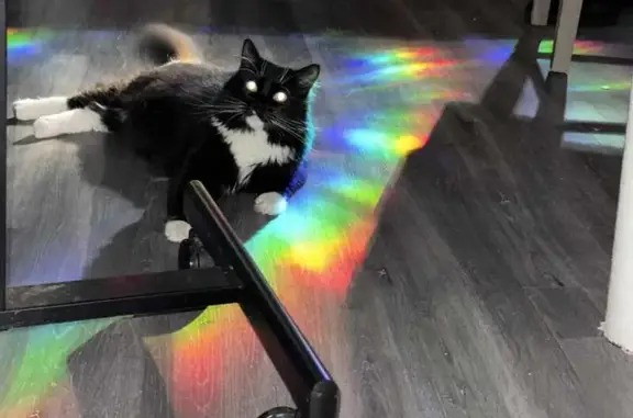 Missing cat , photo: Lost Black & White Cat on 122nd Ave