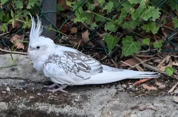 Animaux trouvés Grasse, photo: Oiseau apprivoisé sur le bras à Grasse