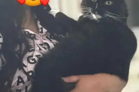 Missing cat New York, photo: Lost 14lb Tuxedo Cat in New York