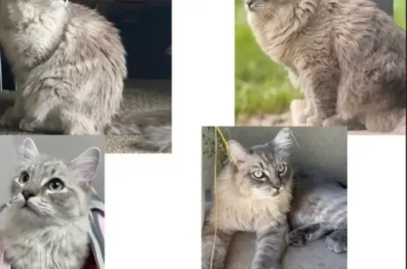 Missing cat Snowmass Village, photo: Lost Cats: Fluffy Siblings in Snowmass
