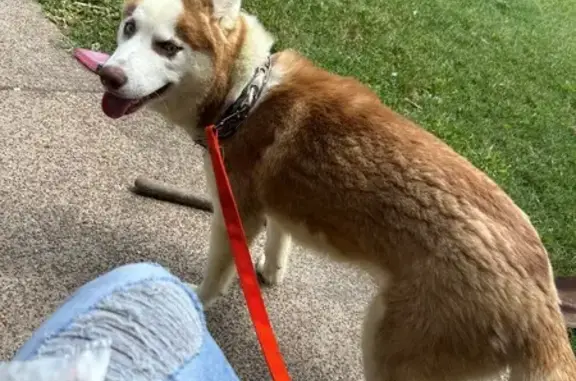Missing dog Jennings, photo: Lost Dog: Brown/White, Blue Eyes, Jennings