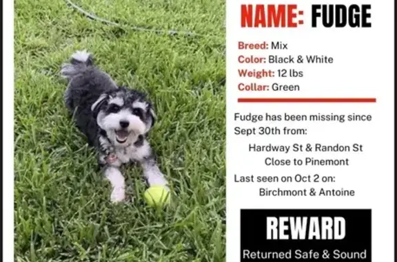 Lost pets Houston, photo: Lost Dog: Black & White, Eyebrows, Houston