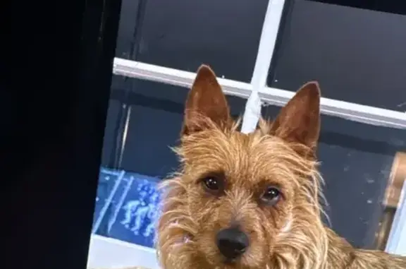 Lost Nervous Red Dog on N. Walnut St.