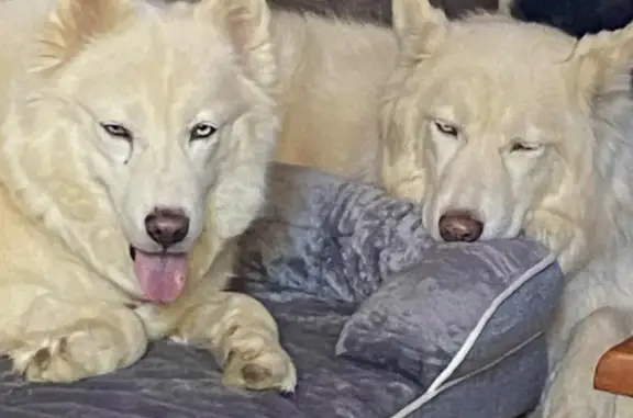 Lost Huskies: White Pair in Leicester
