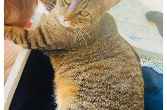 Loving Lost Cat on Edinburg Dr, Murrysville