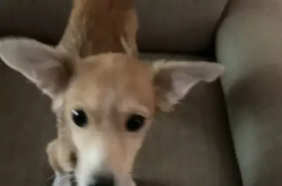 Found: Sweet Beige & White Chi...