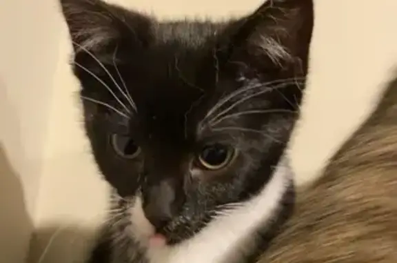 Missing cat St. Cloud, photo: Missing: Tiny Black & White Cat in St. Cloud