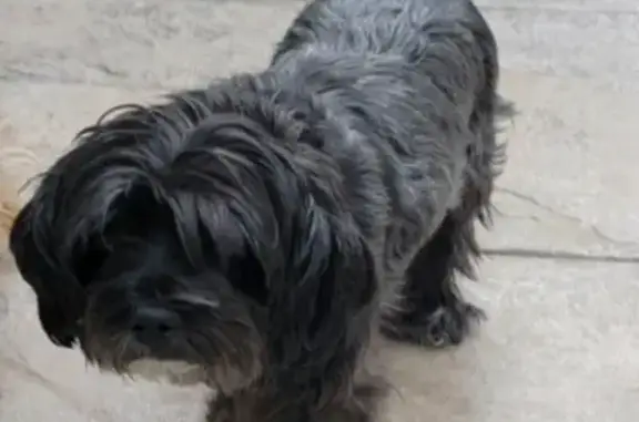 Lost Black Maltese, 14, Near 4th St, Greeley