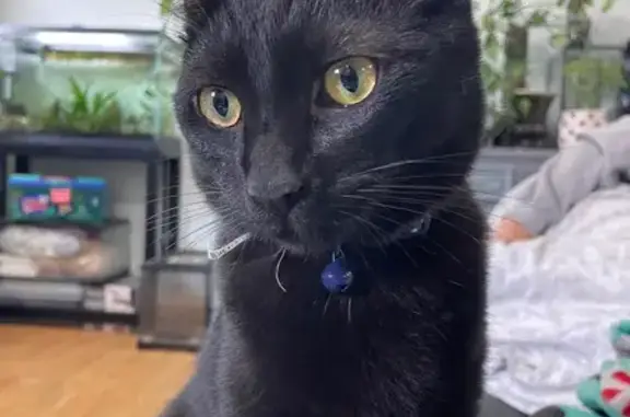 Lost Black Cat: Fennel in Mechanicsville