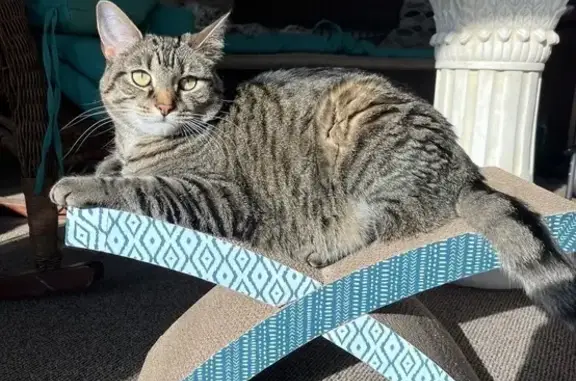 Lost Cat: Black/Grey, 4 Yrs, Hilliard