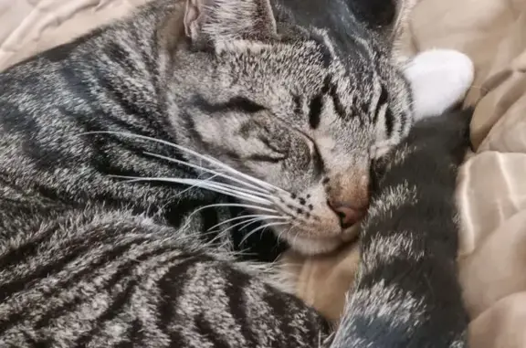 Lost Male Tabby Cat in Salisbury, SA