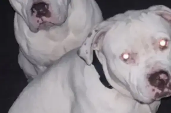 Missing dog , photo: Lost: 2 White Micro Bullies in Glasgow