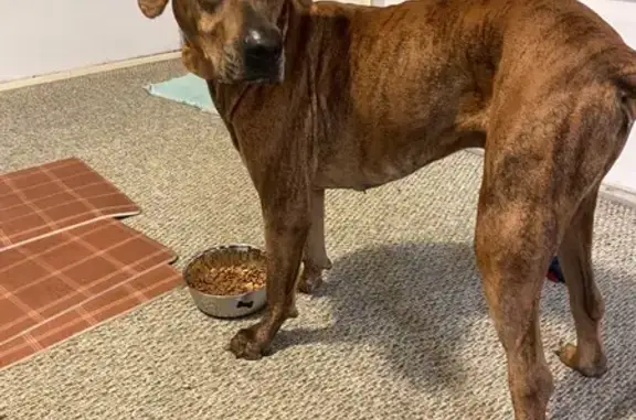 Sarge jumped out my car window after a car crash. He is most likely injured and needs veterinary attention asap. He is not aggressive, but he is hesitant to approach strangers. Sarge is a hound mix, approx 85lbs and is brindle coloring.