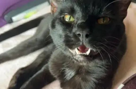 Missing: Friendly Black Cat in Pittsboro