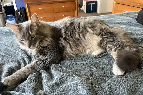 Lost Gray Tabby: Fluffy Tail, Crystal Lake