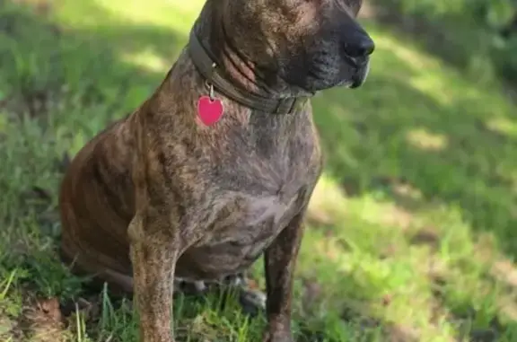 Lost Dog: Riggs, Brindle, Green Collar