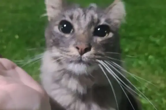 Found pets Hickory Hills, photo: Found Grey Cat on W 87th St, Hickory Hills