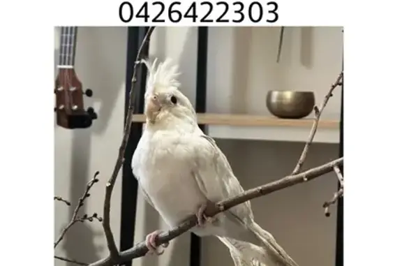 Lost and found pets Australia, photo: Lost Cockatiel: Friendly Popo in Canada Bay