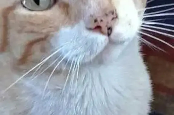 ¡Ayuda! Gato naranja necesita cirugía urgente