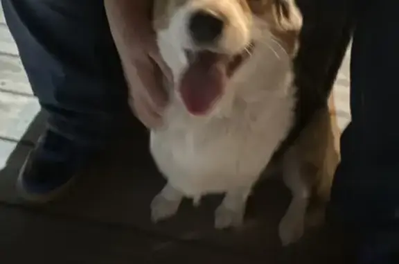 Found Healthy Dog on E 1st St,...