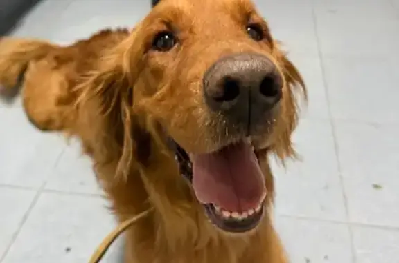 Perrito Golden Oscuro Hallado...