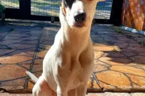 cachorro desaparecida