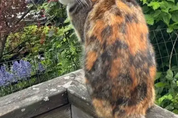 Help Find Mina: Missing Calico Cat