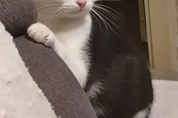 Chat mâle perdu, noir et blanc, Alençon - photo