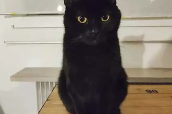 Animaux perdus Bordeaux, photo: Chat perdu, mâle 6 ans, rue Domion, Bordeaux