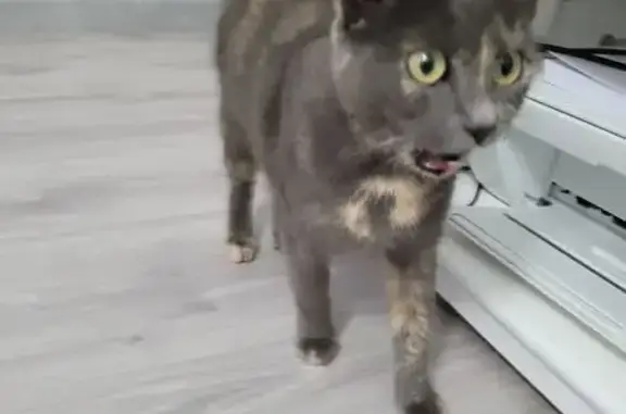 Chat écaille trouvé, sociable et câlin - photo